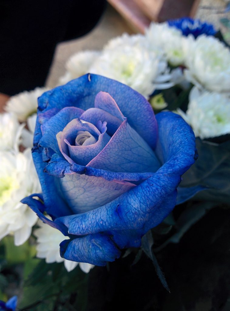 blue rose to illustrate different colour perceptions