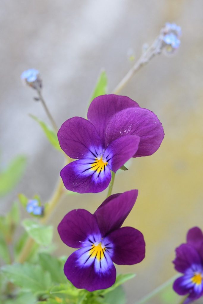 purple violets illustrating colour perception