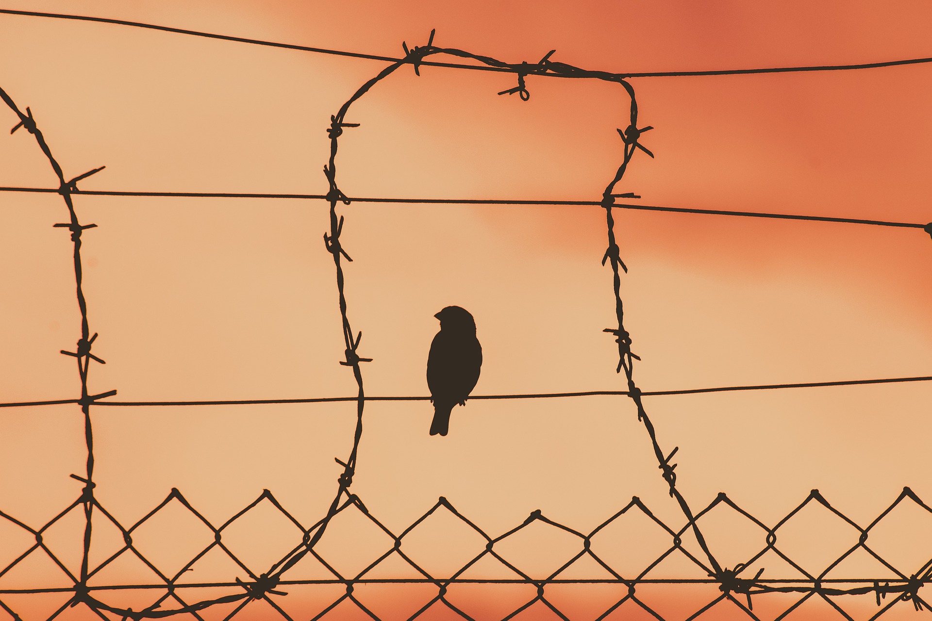 bird on barbed wire